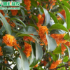 常綠彩葉綠化樹苗 速生紅丹桂 八月丹桂 桂花工程樹苗
