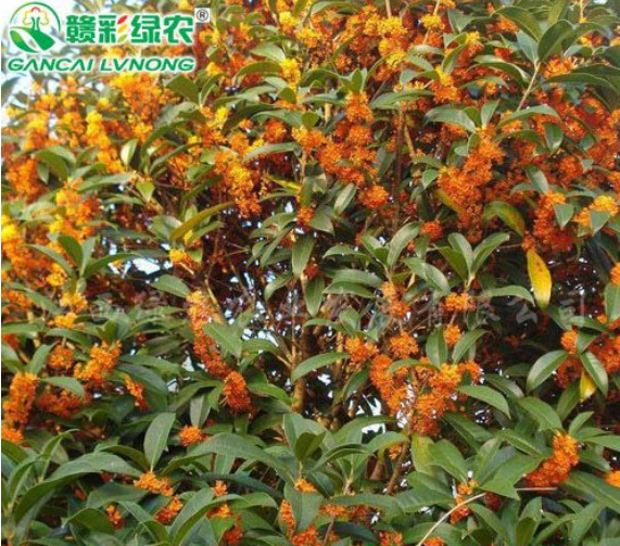 常綠觀花樹 狀元紅桂 八月丹桂 工程用桂花樹苗