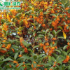 常綠觀花樹 狀元紅桂 八月丹桂 工程用桂花樹苗