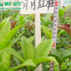 常青綠化樹 月月紅桂 四季桂花 工程用鄉土喬木