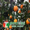 成都春見苗批發 成都春見苗種植技術 春見苗價格
