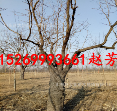 基地批發(fā)20-25-30公分大棗樹(shù) 綠化占地大棗樹(shù) 賠償價(jià)格高當(dāng)年結(jié)果