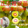 基地直銷正宗嫁接獼猴桃樹苗紅心紅陽獼猴桃嫁接苗 奇異果樹苗