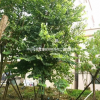 宮粉紫荊14－15分假植苗