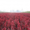 優質紅葉李規格 8厘米紅葉李批發價格 基地直供