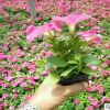 基地供應(yīng)各種花卉多色矮牽牛批發(fā) 綠化工程道綠綠化盆栽