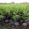 基地長期供應(yīng)大葉扶芳藤 綠化植被批發(fā) 綠化價(jià)格