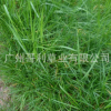 草坪草種 優(yōu)質(zhì)護坡型高羊茅草籽 工程綠化護坡防護型草坪草籽廠家