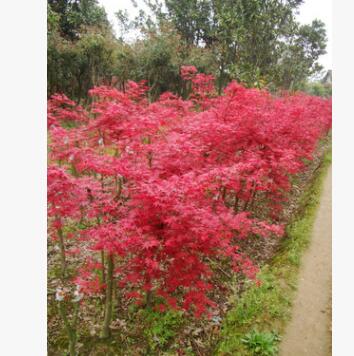 湖南園林綠化喬木紅楓、紅楓小樹木及嫁接紅楓
