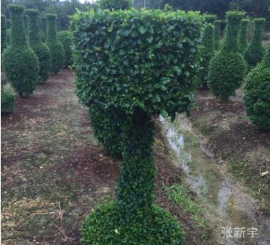 特需造型工程綠化苗 小葉汝真柱 精品工程苗木