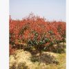 紅葉石楠 紅葉石楠球 湖南紅葉石楠柱