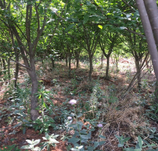 5、4、3公分石榴樹苗圃直銷價