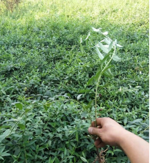 出售連翹苗 連翹基地批發