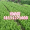 出售龍柏 龍柏苗多少錢一株？