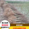 無(wú)籽石榴苗品種 無(wú)籽石榴苗價(jià)格