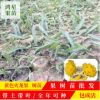 黃龍火龍果苗批發(fā) 黃色火龍果苗現(xiàn)挖現(xiàn)賣基地直銷