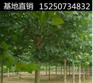 法國梧桐樹苗 速生法桐苗小苗 樹苗 別名法桐 懸鈴木