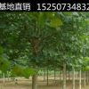 法國梧桐樹苗 速生法桐苗小苗 樹苗 別名法桐 懸鈴木