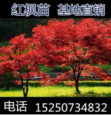 紅楓樹苗 日本紅楓美國紅楓中國紅四季紅庭院綠化紅楓紅舞姬盆栽