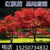 紅楓樹苗 日本紅楓美國紅楓中國紅四季紅庭院綠化紅楓紅舞姬盆栽