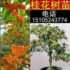 徐家花園嫁接桂花樹苗 金桂丹桂沉香桂四季桂 庭院地栽盆栽桂花苗