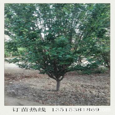 基地主營西府海棠樹 垂絲海棠樹 各種工程綠化用樹木