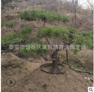 山東景松基地供應迎客松樹 優(yōu)質(zhì)綠化樹木 泰山迎客松 綠化觀賞樹