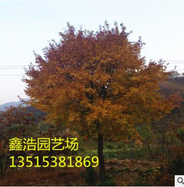優質十五公分五角楓 基地現貨 現場考察