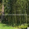 優質剛竹 高7-8米 綠化觀賞竹 四季常綠 小區綠化剛竹