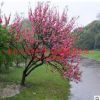 熱銷3-5公分綠化紅葉碧桃 長期供應風景綠化紅葉碧桃基地