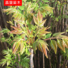 基地供應(yīng)香椿苗 紅油香椿苗規(guī)格齊全 大棚紅油香椿苗批發(fā)價格優(yōu)惠