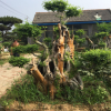 專業(yè)基地批發(fā)造型多樣景松 規(guī)格齊全 根系強大景松 品質(zhì)好幾個地