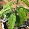 廠家直供易成活布魯克斯櫻桃苗 好管理布魯克斯櫻桃苗 規(guī)格齊全