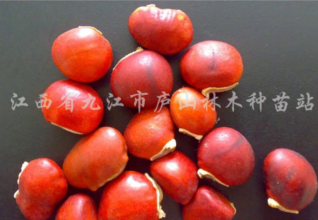 鄂西紅豆