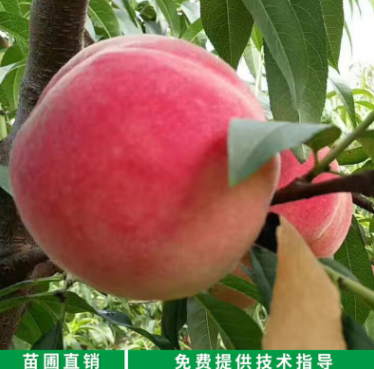 冬桃晚熟毛桃成苗批發價格、大紅桃系列桃樹苗價格