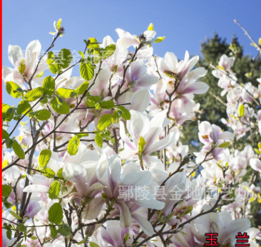 基地直銷白玉蘭樹，白玉蘭樹，花葉豐潤(rùn)，花色優(yōu)美，優(yōu)質(zhì)樹形