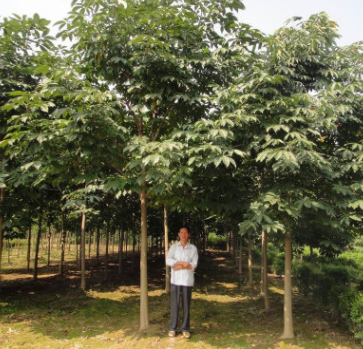 苗圃直銷大規(guī)格一級七葉樹 樹桿通直無疤痕 冠幅豐滿