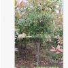 高桿石楠樹 供應2-8公分獨桿石楠樹工程苗紅葉 樹型優美