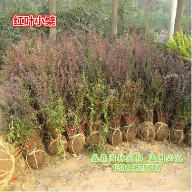 苗圃低價(jià)直銷 紅葉小波球 紅葉小檗球 紅色球類50公分-1米5品種全