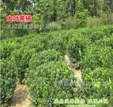 苗圃直銷 大葉黃楊球 40公分-1.5米-冬青球 四季常青點(diǎn)綴用