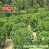 苗圃直銷 大葉黃楊球 40公分-1.5米-冬青球 四季常青點綴用