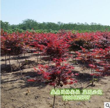 供應中國紅楓苗,紅楓樹苗,日本紅楓苗,嫁接苗,量大優惠