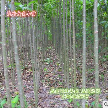 大葉女貞苗 速生小苗 常綠行道樹 苗圃直銷 占地苗