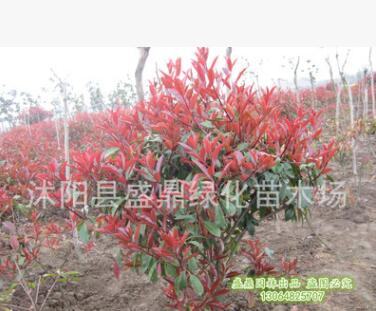 供應紅葉石楠球 紅葉石楠苗 羅賓斯 紅羅賓紅葉石楠樹 規格齊全
