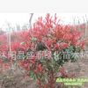供應紅葉石楠球 紅葉石楠苗 羅賓斯 紅羅賓紅葉石楠樹 規格齊全