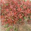 紅葉石楠樹 紅葉石楠球 高桿 規格齊全