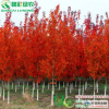 江西撫州美國改良紅楓 夕陽紅楓 紅葉持續(xù)長(zhǎng) 生長(zhǎng)強(qiáng)勢(shì)