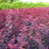 江西撫州日本紅楓三季紅 紅楓系列的彩葉巔峰