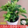陽臺室內(nèi)盆栽花卉濃香型梔子花苗芳香植物四季開花香花植物 超香