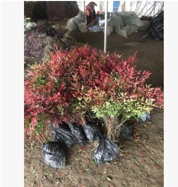 批發紅天竹南天竹 南天竹苗 紅天竹苗南天竺盆栽小苗